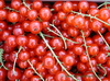 Johannisbeere rot, Frucht